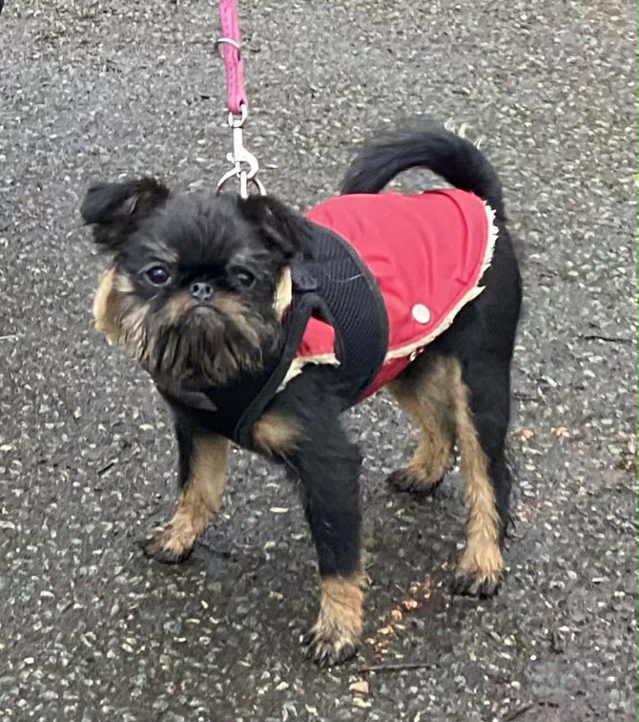 Veni vidi vici L’As Aux Mille Griffes