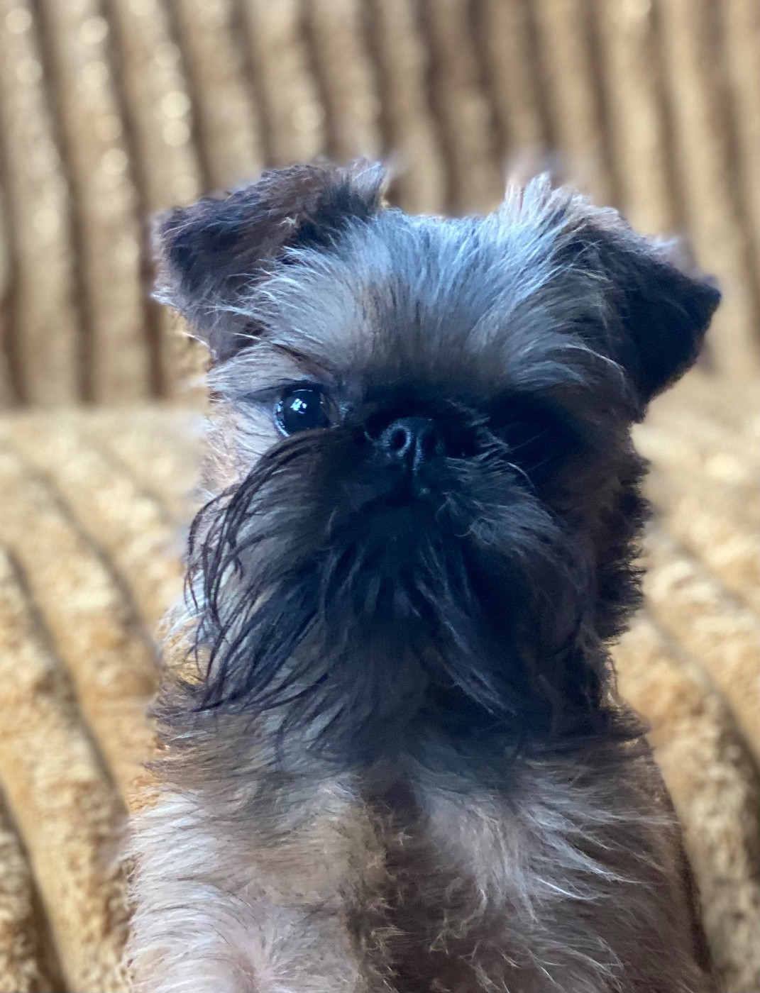 angelorum WIZARD COOKIE