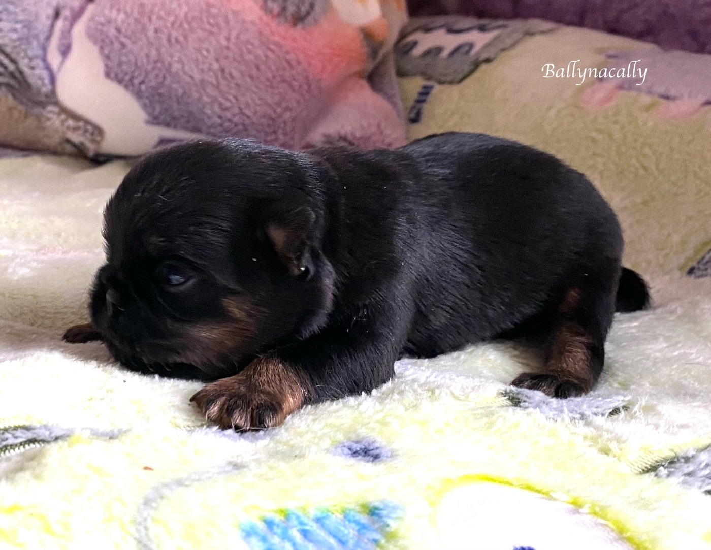Another Day In Paradise - Chiots disponibles - Griffon bruxellois