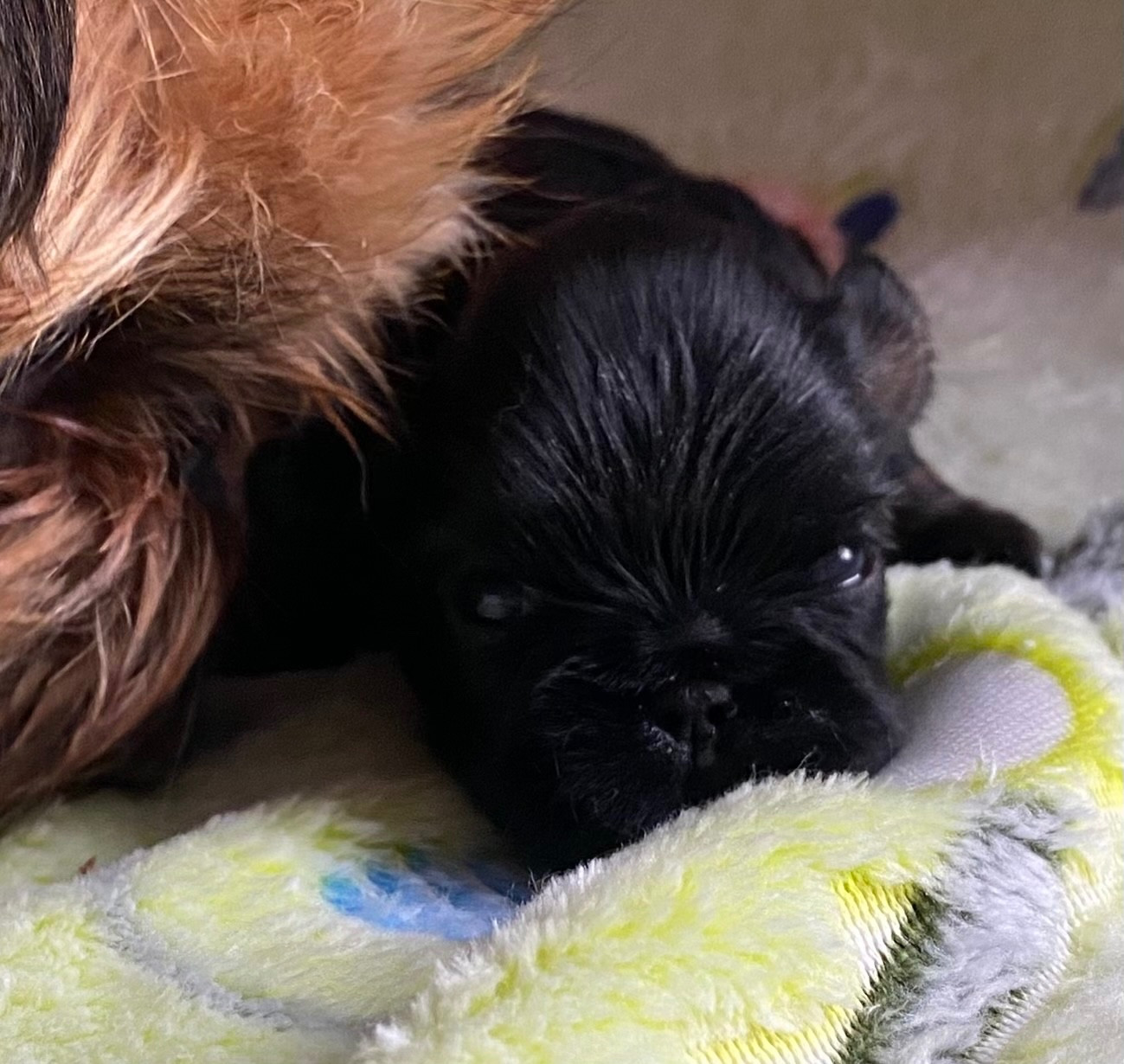 Another Day In Paradise - Chiots disponibles - Griffon bruxellois