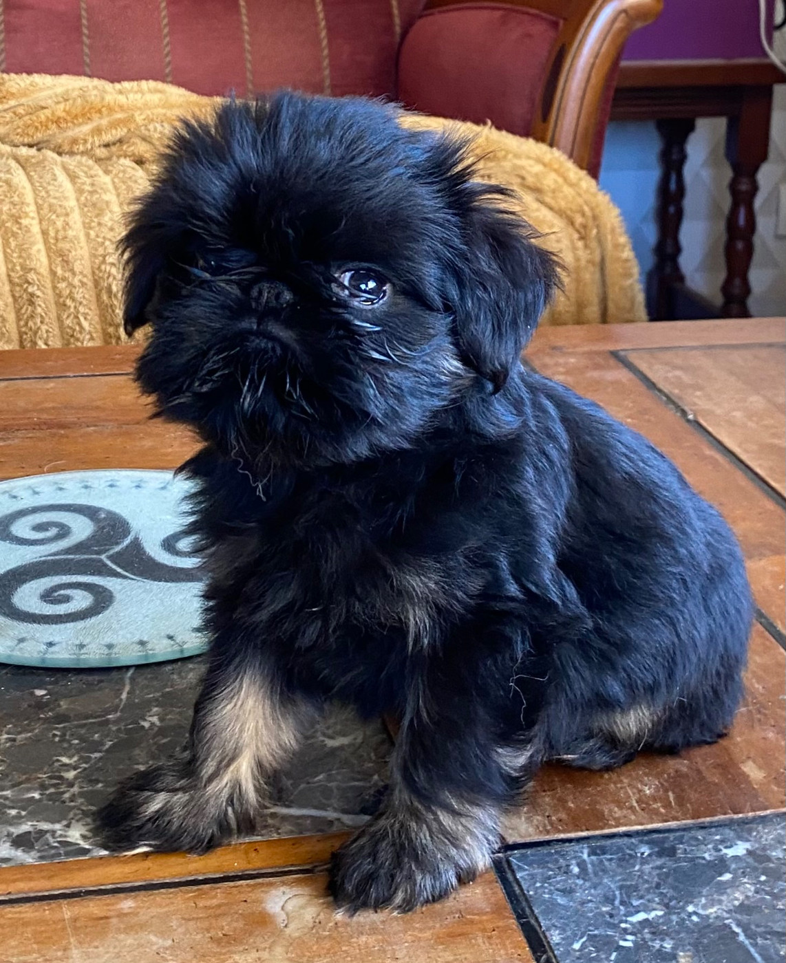 Another Day In Paradise - Chiots disponibles - Griffon bruxellois